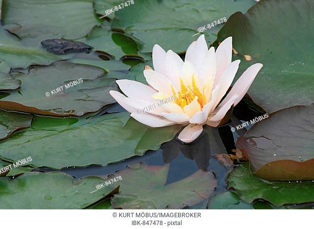 European White Waterlily, White Lotus, Nenuphar (Nymphaea alba)