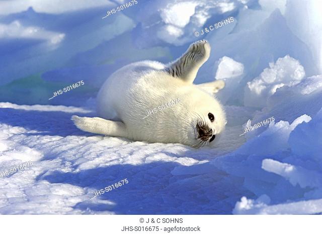 Harp Seal, Saddleback Seal, (Pagophilus groenlandicus), Phoca groenlandica, seal pup on pack ice, Magdalen Islands, Gulf of St
