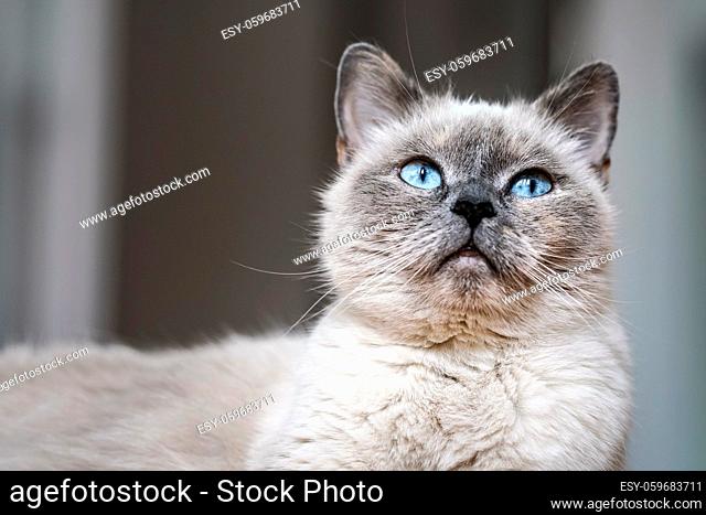 Older gray cat with piercing blue eyes, closeup detail