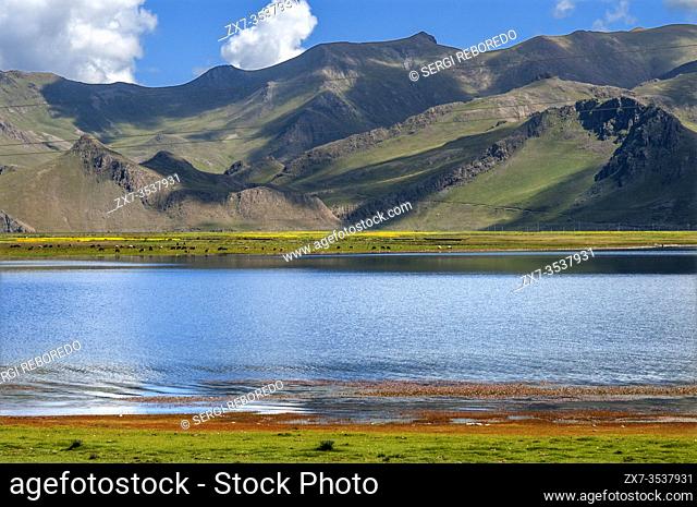 Yamdrok-tso also called Yamdrok Lake, or Yamzho Yumco is a high sacred mountain lake in Tibet China. Nestled among the flanks of the dull gray and green...