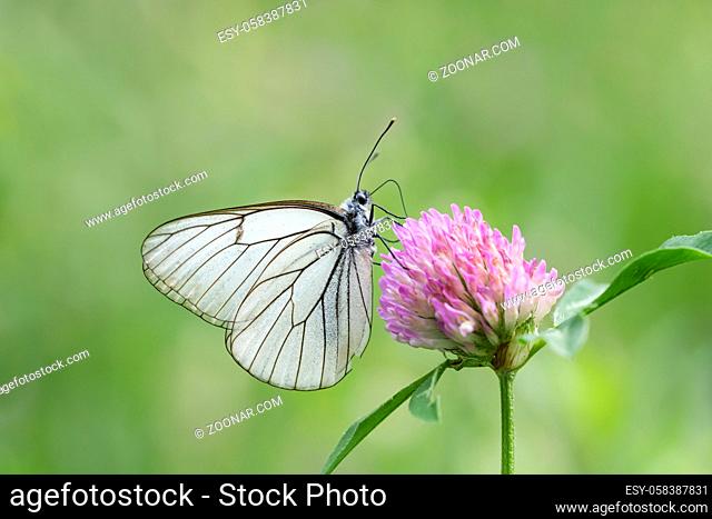 Baum-Weissling, Aporia crataegi, Black-veined White butterfly