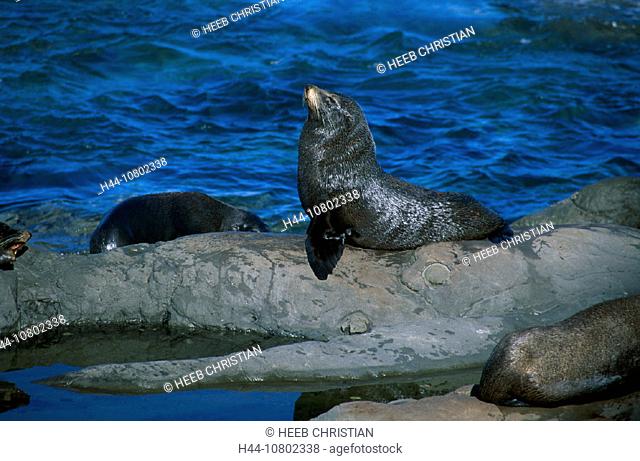 animal, animals, Arctocephalus forsteri, Assisting, coast, Helping, Moon BayKaikoura, New Zealand, rock, sea, Seal C