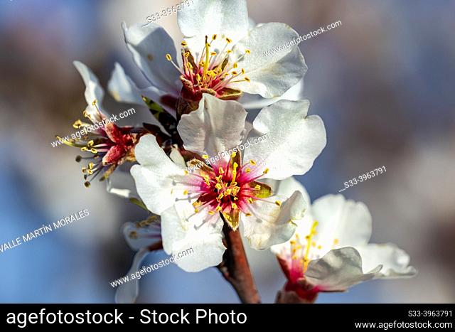 Almond tree brnch and flower in spring time. Pinto. Madrid