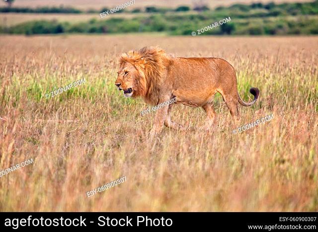 beautiful lion in the bush at the masai mara national park kenya