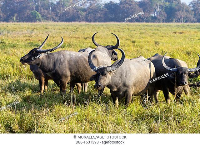 India , State of Assam , Kaziranga National Park , Wild Asian Buffalo or Wild Water Buffalo Bubalus arnee