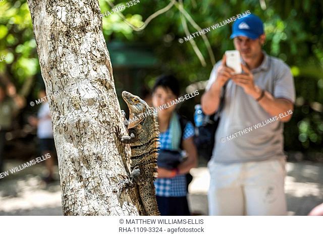 Tourists photographing a Black Spiny Tailed Iguana Lizard (Ctenosaura similis), Manuel Antonio National Park, Costa Rica, Central America