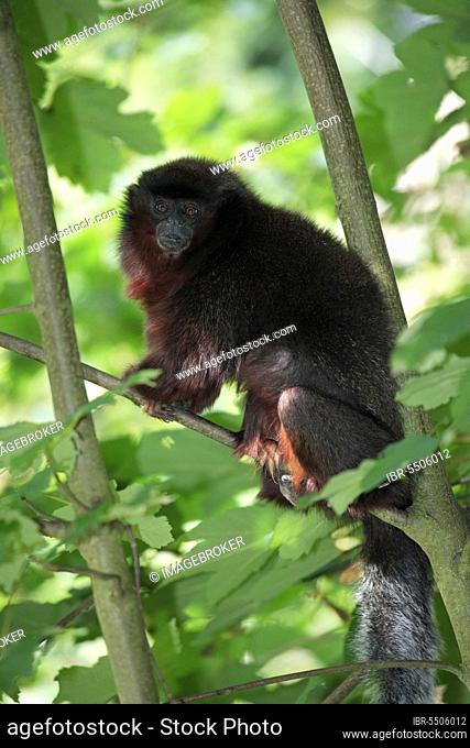 Red Titi (Callicebus cupreus), Titi Monkey
