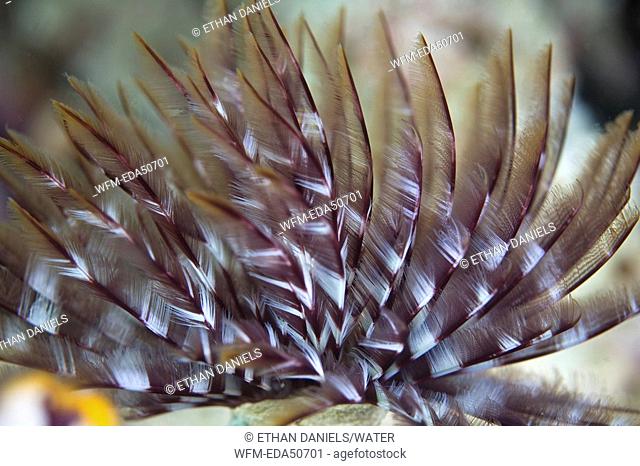Tentacle of Featherduster Worm, Sabellastarte sp., North Sulawesi, Indonesia