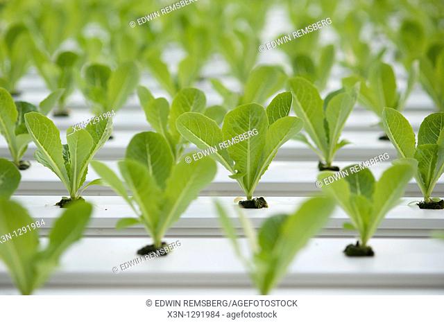 Greenhouse of Hydroponic Lettuce