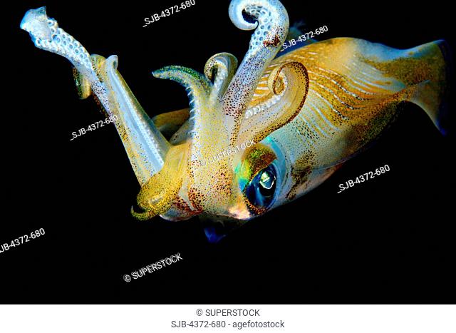 Bigfin Reef Squid, Sepioteuthis lessoniana, at night