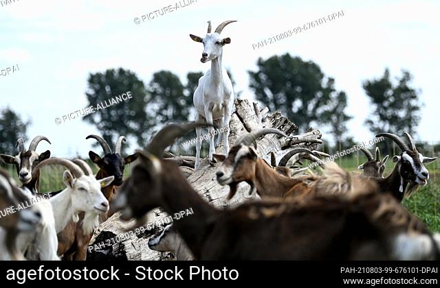 30 July 2021, Brandenburg, Flatow: A goat has conquered a place with a good view on a tree trunk on the grounds of the Karolinenhof goat dairy near Kremmen