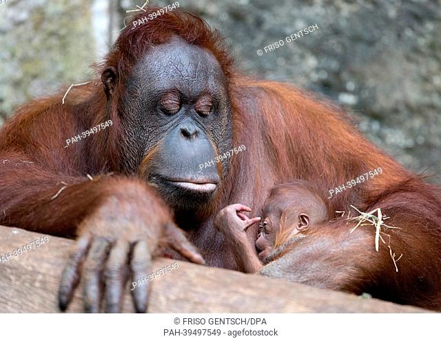 The 35-year-old orang-utan female Nonja holds her young in her arms in the all-weather zoo in Muenster, Germany, 15 May 2013