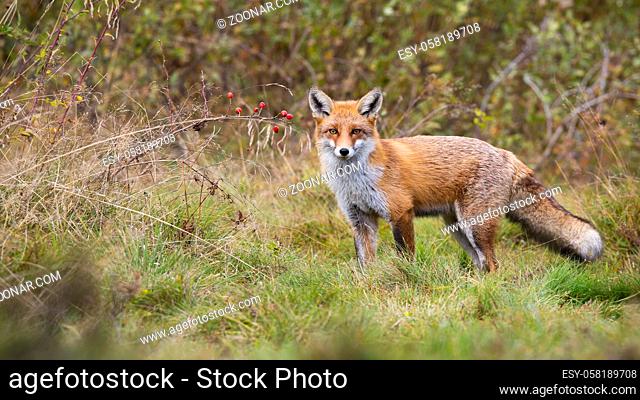 Alert red fox, vulpes vulpes, standing in front of rosehip bush with red fruits and looking in autumn. Attentive mammal with long orange fur and on autumnal...