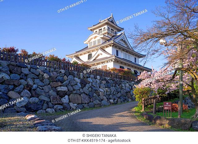 Cherry blossoms at Nagahama castle, reconstructed in 1983 in concrete, Nagahama, Shiga Prefecture, Japan