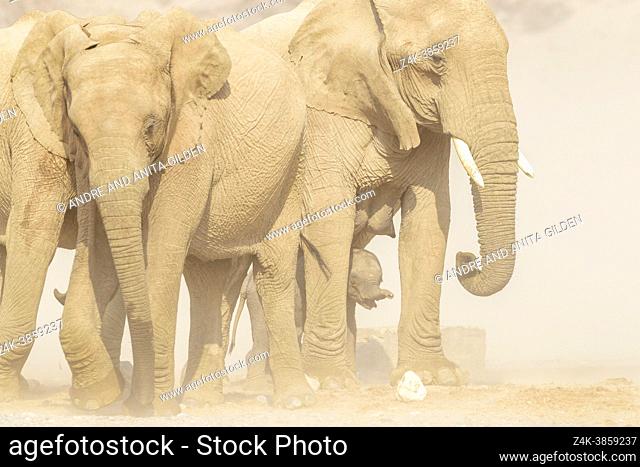 African Elephant (Loxodonta africana), desert-adapted elephant calf drinking at waterhole in desert, protected by the herd, Hoanib desert, Kaokoland, Namibia