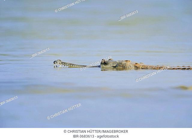Indian Gharial, Gavial or Fish-eating Crocodile (Gavialis gangeticus) swimming in water, Uttar Pradesh, India
