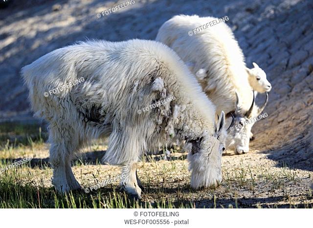 Canada, Alberta, Rocky Mountains, Jasper National Park, Banff Nationalpark, three mountain goats (Oreamnos americanus) grazing