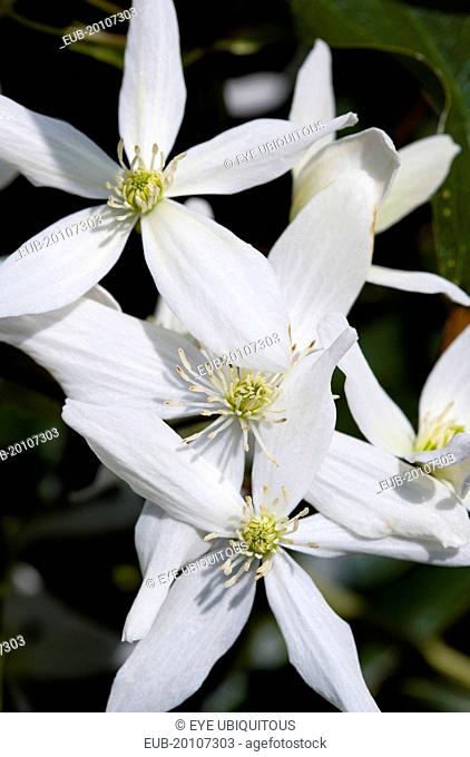 Clematis armandii White star-shaped symmetrical flowers of the climbing plant Armand clematis