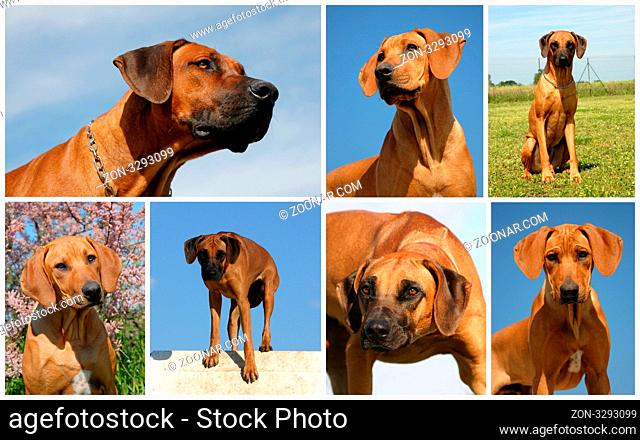 composit picture of purebred rhodesian ridgeback in a field
