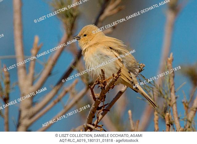 Desert Sparrow in typical habitat, Desert Sparrow, Passer simplex