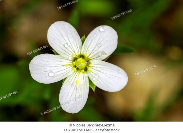 Green background with a white flower (Mountain sandwort) with drops of water in the petals