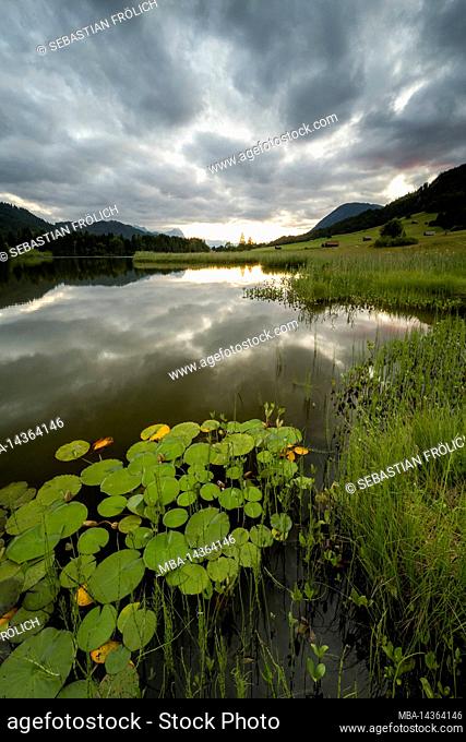 Water lilies on the shore of Geroldsee, also called Wagenbrüchsee, near Garmisch in the Bavarian Alps. Dramatic clouds in the sky