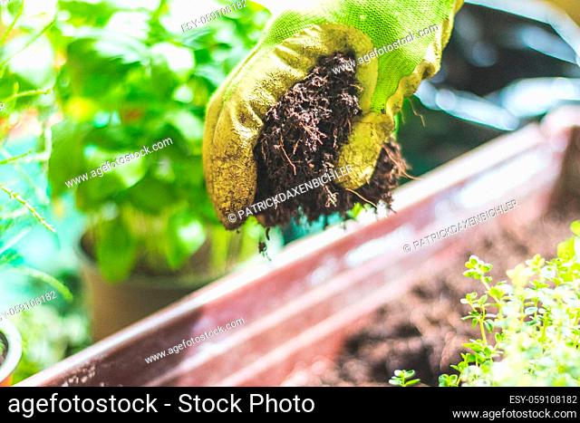 Closeup of fruitful soil for planting vegetables and herbs