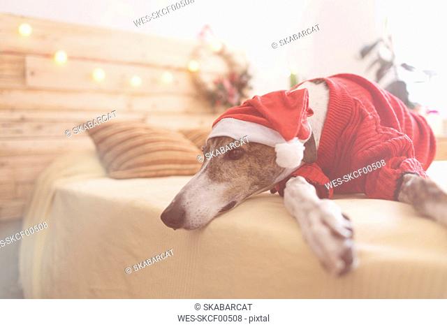 Greyhound lying on bed wearing red pullover and Santa hat
