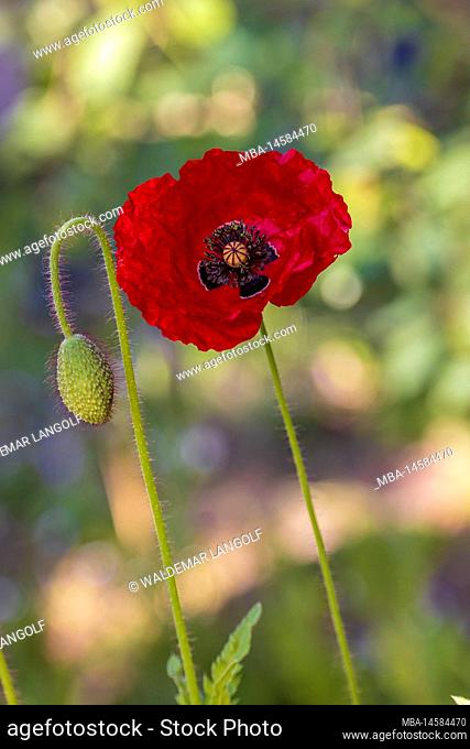 Opium poppy (Papaver somniferum), flowers, bokeh background