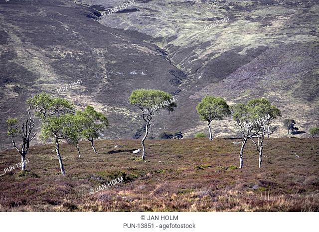 Dwarf birch trees Betula nana in Morrone Birkwoods, Scotland