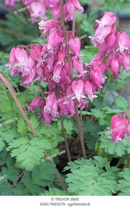 DICENTRA 'LUXURIANT'