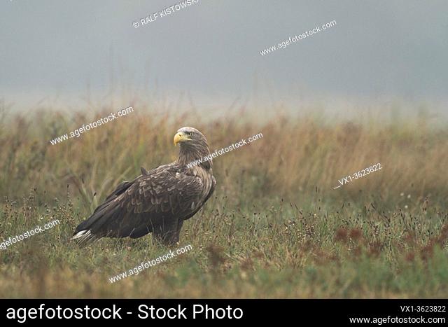 White tailed Eagle / Sea Eagle / Seeadler ( Haliaeetus albicilla ) adult, sitting on the ground in grass, turning its head, watching around