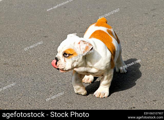 Cute British bulldog puppy sticking out his tongue