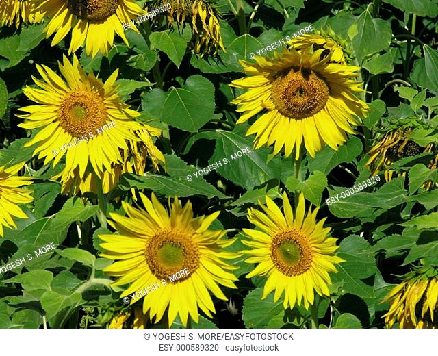 Field of Sunflower, Helianthus annuus L., Helianthus aridus Rydb., Helianthus lenticularis Dougl. ex Lindl