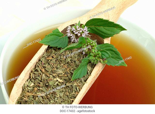 Peppermint - tea - KrŠutertee - herbtea - medicinal use - herb - medicinal plant - Pepperminttea - Mentha piperita - Menta piperina