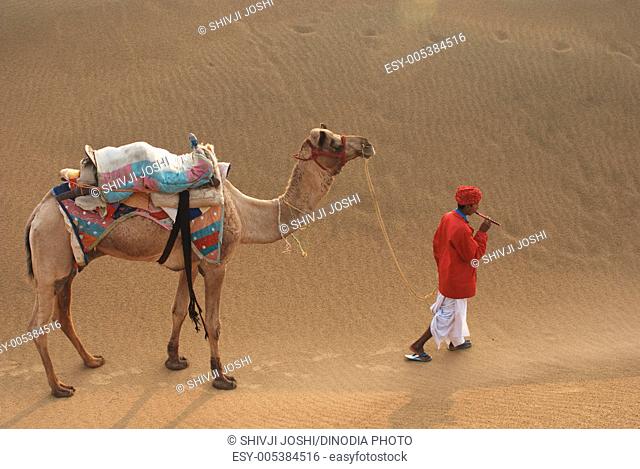Camel with man playing flute crossing sand dunes of Khuri ; Jaisalmer ; Rajasthan ; India