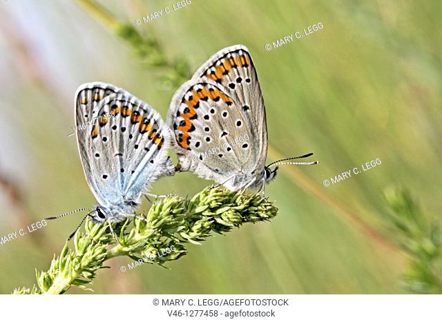 Mating Idas Blue, plebejus idas on grass tuft  Male is on left with female on right