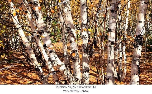 Autumnal birch grove panorama in Canada