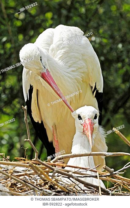 Affectionate white stork pair (Ciconia ciconia), Zurich Zoo, Zurich, Switzerland, Europe