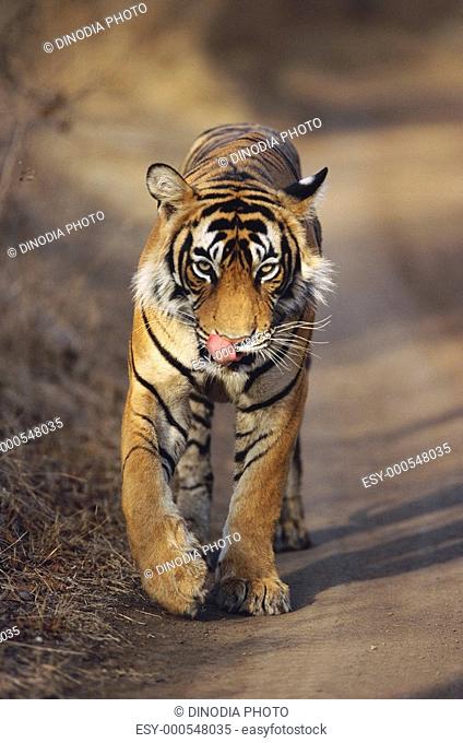 Tiger panthera tigris sticking out tongue , Ranthambhor wildlife sanctuary , Rajasthan , India