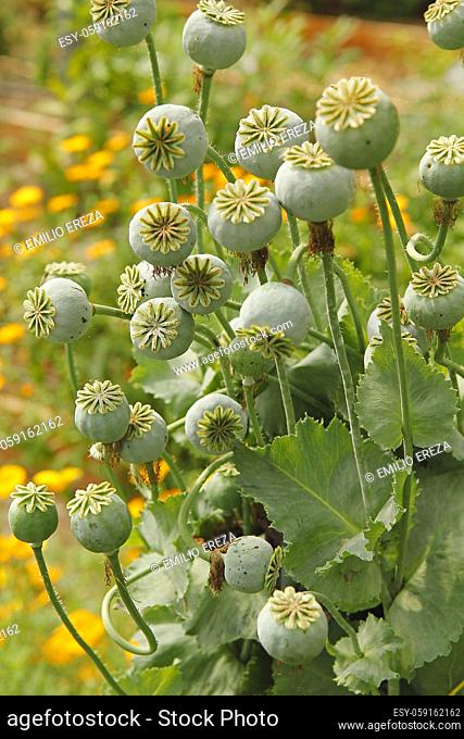 Opium poppy. Fruits of Papaver somniferum