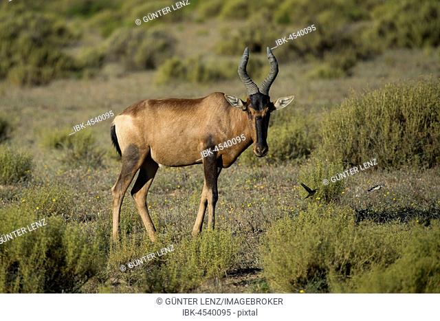 Red hartebeest (Alcelaphus buselaphus caama), Bushmans Kloof, private game reserve, Clanwilliam, Western Cape, South Africa