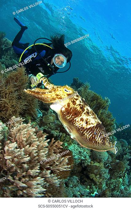 cuttlefish and female diver, Indonesia