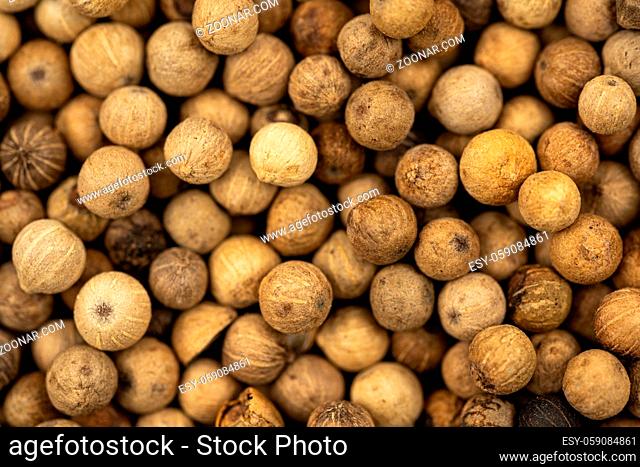 Spice background, Background made of many whole white peppercorns, extrem close up, top view
