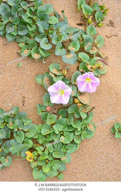 Beach morning glory or shore bindweed (Calystegia soldanella or Convolvulus soldanella) is a perennial vine native to beach sand habitats in temperate regions...