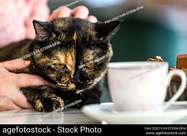 PRODUCTION - 09 February 2023, Saxony, Chemnitz: Cat ""Elfriede"" lets herself be stroked on the lap of Franziska Müller, owner of Chemnitz' first cat café