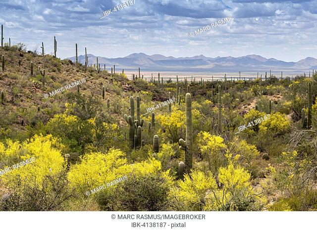 Mountainous landscape with Saguaro cactuses (Carnegiea gigantea), desert plain and mountains behind, Sonoran desert, Tucson, Arizona, USA