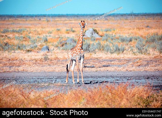 South African giraffe young small baby calf lost in savannah, Savuti National Park, Botswana safari wildlife