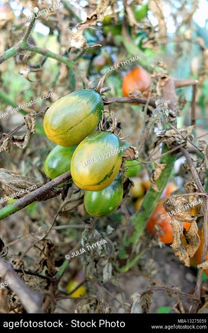 Late blight in tomato (Solanum lycopersicum), Phytophthora infestans