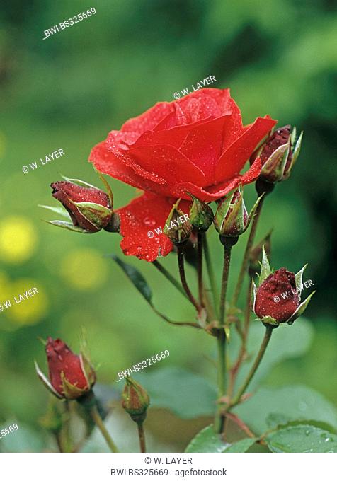 ornamental rose (Rosa spec.), red rose